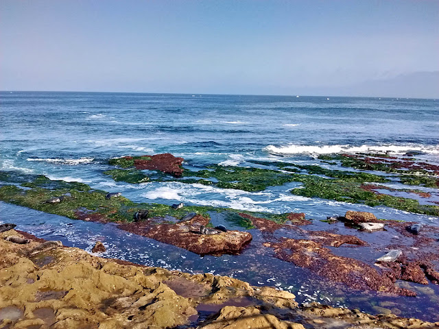 Harbor Seals enjoying the tide pools