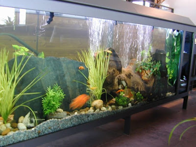 fish aquarium design