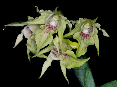 Dendrobium hodgkinsonii orchid plant care and culture