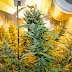 Medicinal cannabis and the caregiving community giving it away for free.
