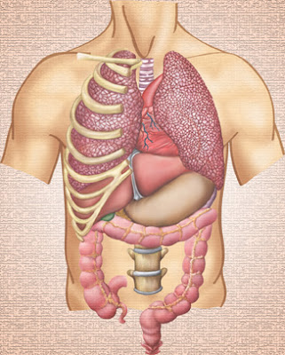 मानव शरीर के अँदरूनी अँग