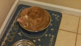 Funny cats - part 80 (40 pics + 10 gifs), cat sleeps in bowl