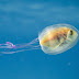 [FOTOS] Fotografo toma unas extrañas fotografias de un pez dentro de una medusa