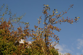 fall highlights in Norfolk