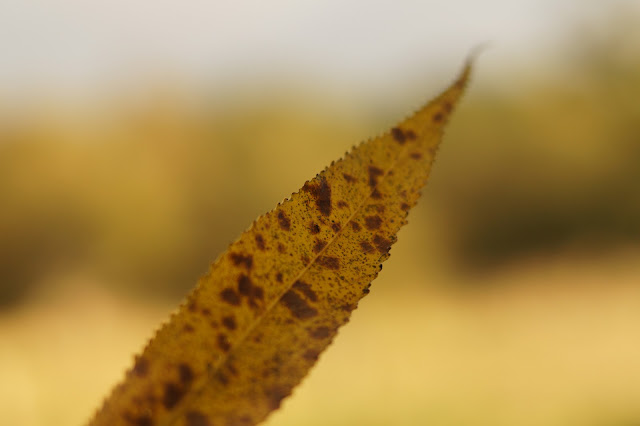 fall highlights in Norfolk