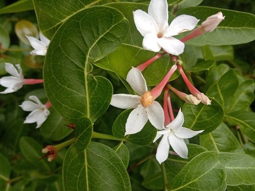 White Karonda Flower (Carissa Carandas)