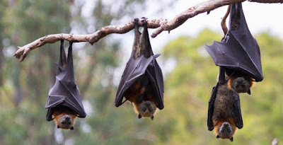 Cuatro murciélagos colgados boca abajo de una rama en el bosque