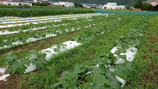 【20200713】草が繁茂したズッキーニ畑