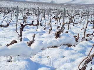 Beau soleil et vignes enneigées à Vertus