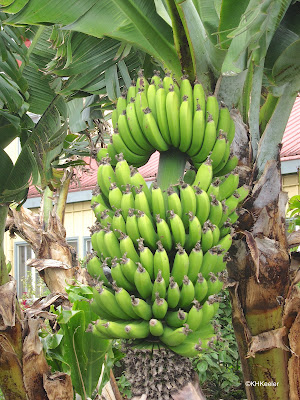 banana, Musa paradisiaca