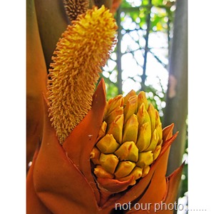 Nypa_fruticans_flowers