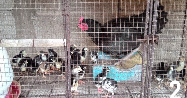 3 Jenis Kandang Ayam  Bangkok Ukuran dan Cara Membuatnya 