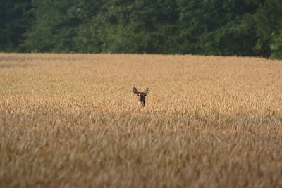 deer in field