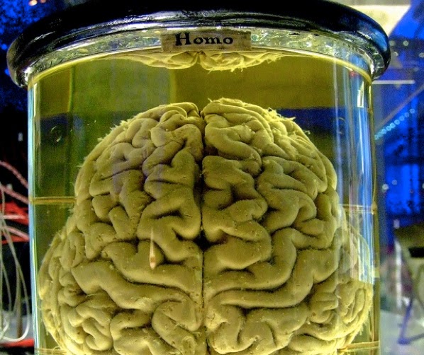 Brain in a Jar - Brain in the Vat - 10 Mind-Blowing Theories That Will Change Your Perception of the World