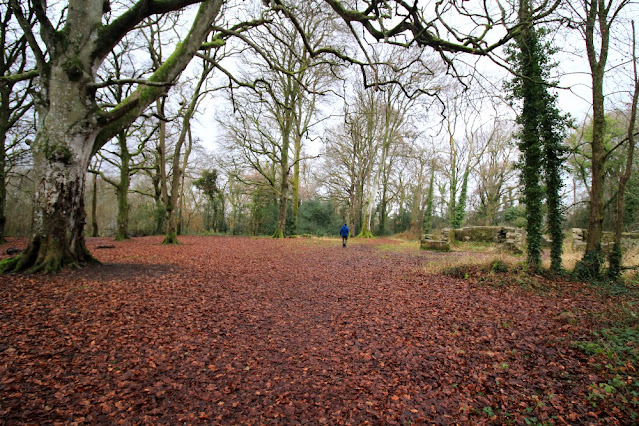 Carpet of leaves Portlick Forest