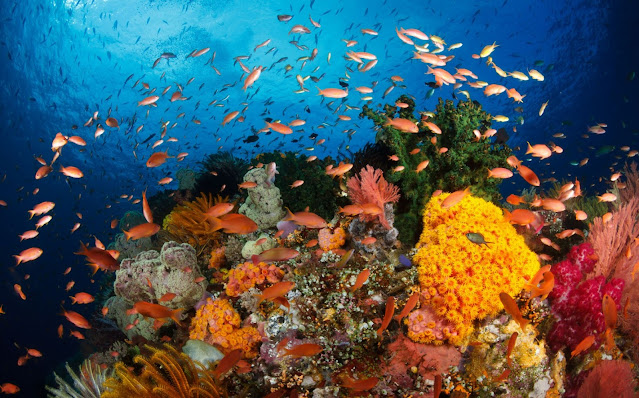 Raja Ampat Underwater in Papua Indonesia