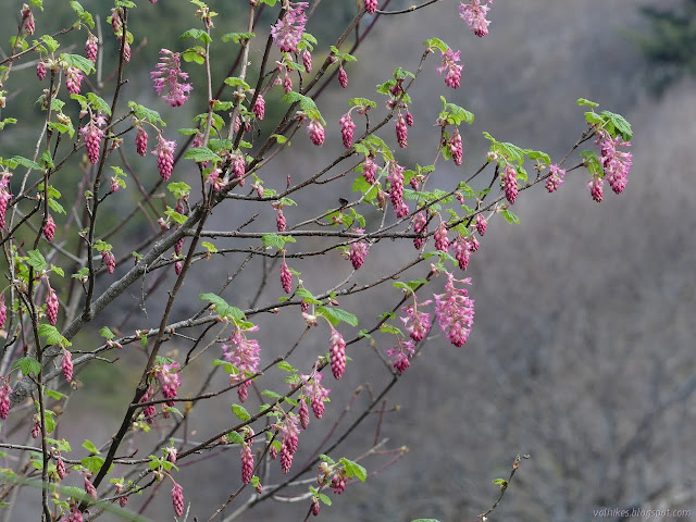 pink blooms