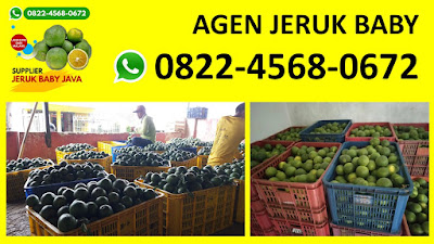 Agen Jeruk Baby Java Surabaya, Jual Jeruk Baby Java Surabaya, Distributor Jeruk Baby Java Surabaya, Supplier Jeruk Baby Java Surabaya, Grosir Jeruk Baby Java Surabaya, Penjual Jeruk Baby Java Surabaya