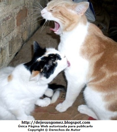 Gatos (Un gato lamiendo y otro bostezando). Foto de gatos de Jesus Gómez