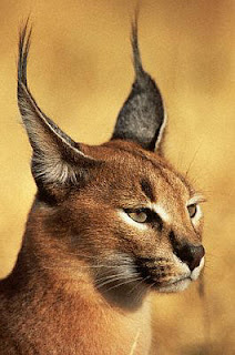 caracal cat animal rare pets picture wallpaper