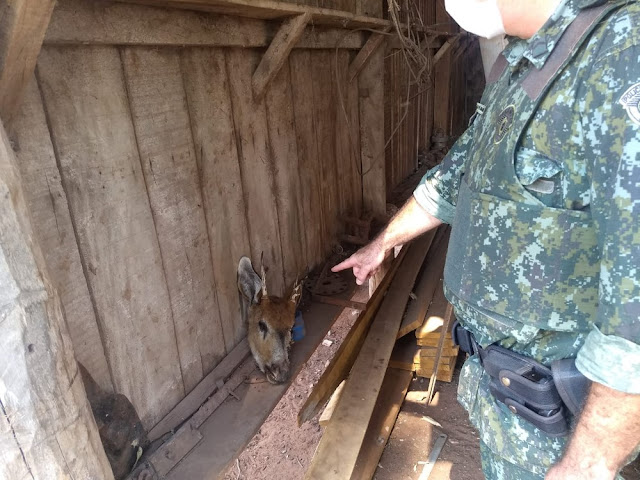 Sitiante leva multa de R$ 5 mil por abate de veado-mateiro, integrante da lista de espécies ameaçadas de extinção