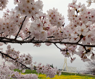 権現堂桜堤