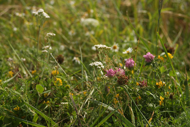 Kujutis