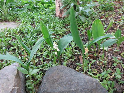 lily of the valley, Convallaria majalis