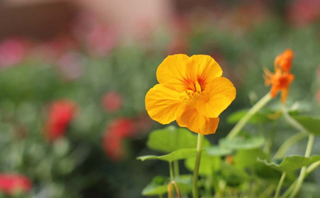 Nasturtium Flowers Pictures