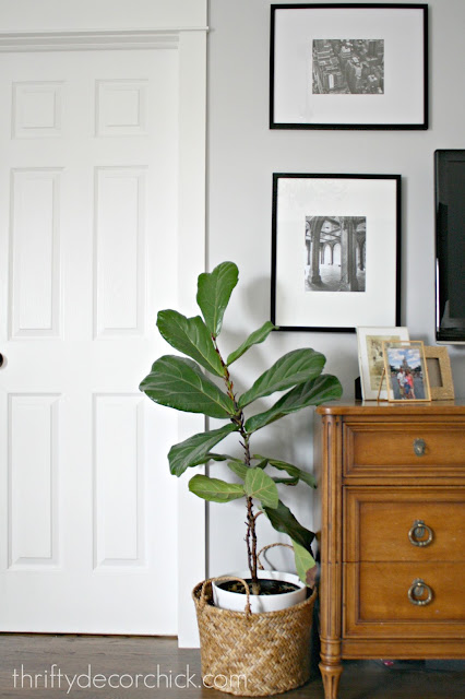 fiddle leaf plant tips