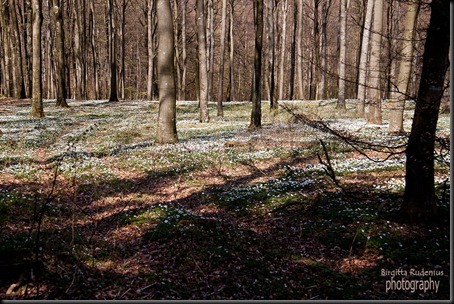 bjare_20120430_vitsippor