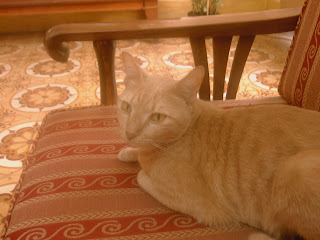 Mèo béo hôm Tết 2007