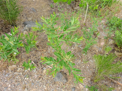 Indian hemp plant