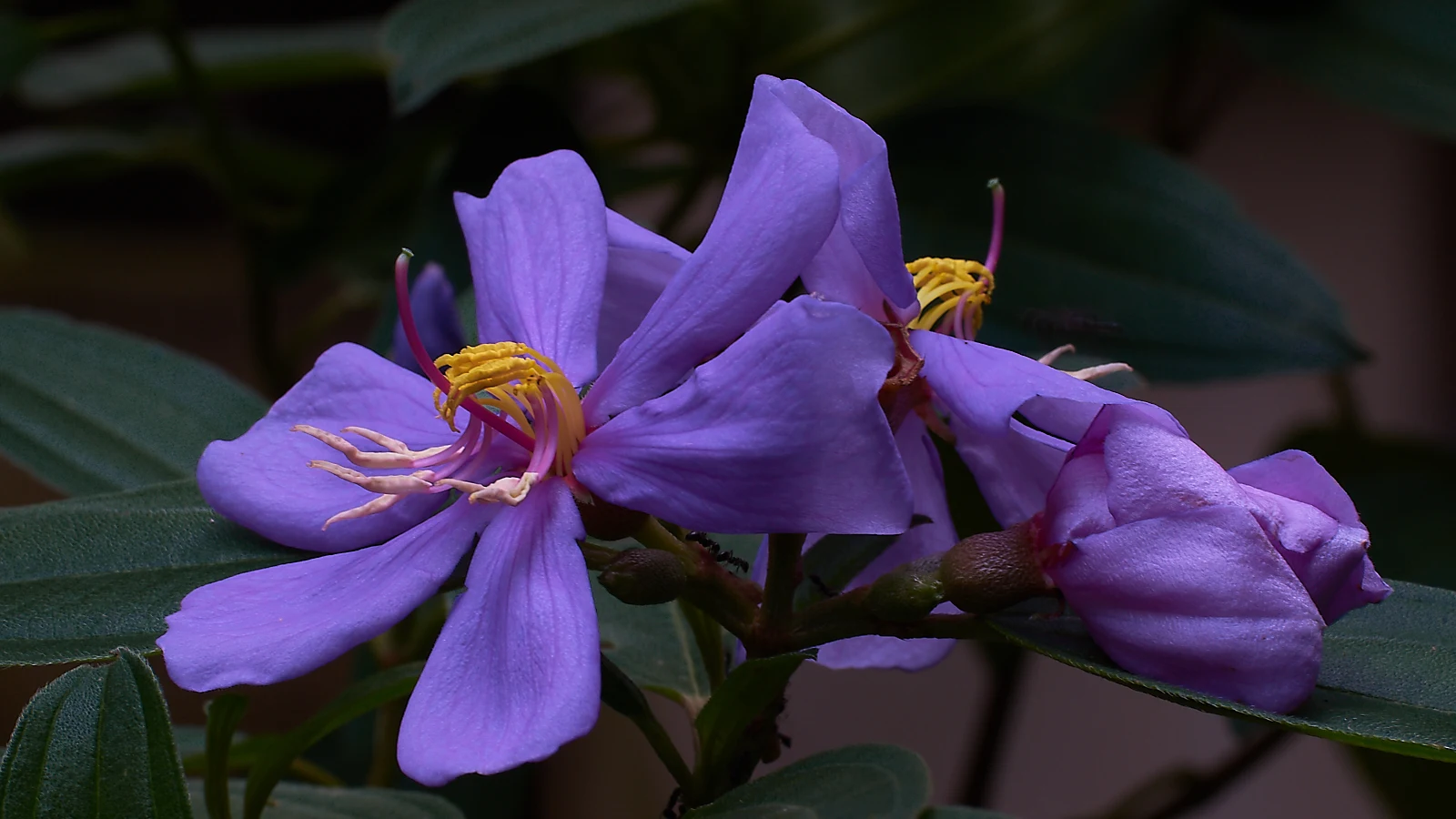 Purple / mauve blossoms, Yellow and purple stamens and pistils, lush green leaves. What's not to like?