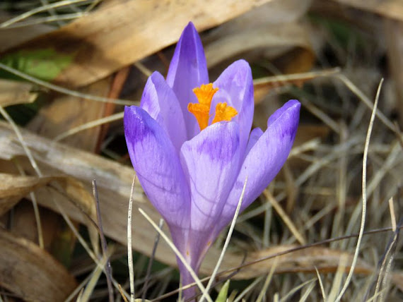 Krokusy 2018, Kalatówki [https://gorskiewedrowki.blogspot.com, fot. Dorota i Marek Szala]