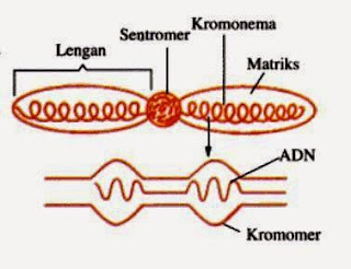 PENGERTIAN, MACAM-MACAM DAN CONTOH KROMOSOM