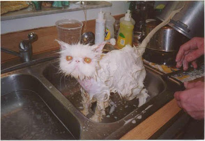 funny after bath kitteh