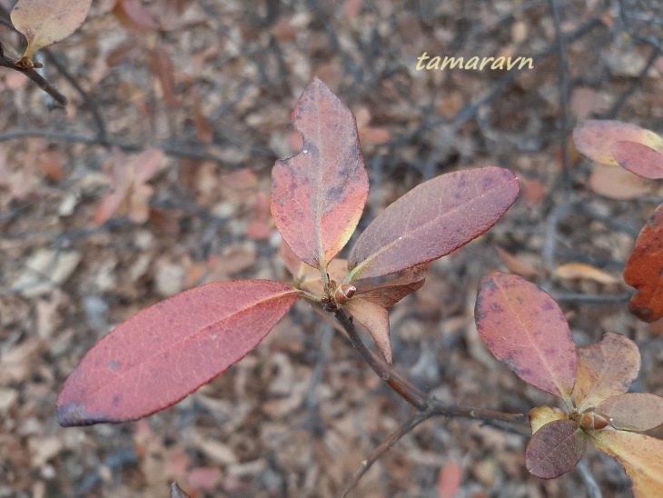 Рододендрон остроконечный (Rhododendron mucronulatum)