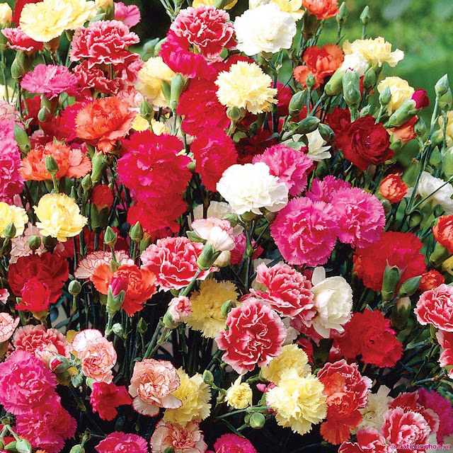 Hạt Giống Hoa Cẩm Chướng kép viền Mix (Dianthus)