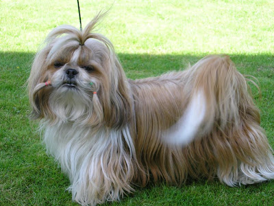 Shih Tzu