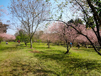 Bosque das Cerejeiras no Parque do Carmo