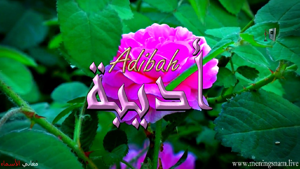 معنى اسم, اديبة, وصفات حاملة, هذا الاسم, Adibah,