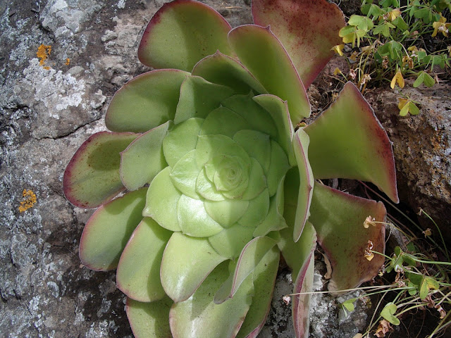 Aeonium canariense subsp. canariense 02