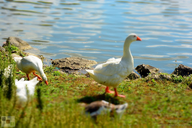 Bahçeşehir Park Gölet - Bahçeşehir Göleti - Bahçeşehir Gölet Alanı - Bahçeşehir Gölet Parkı