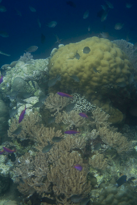 Bunaken090205-67.hMhKVvNk8009.jpg