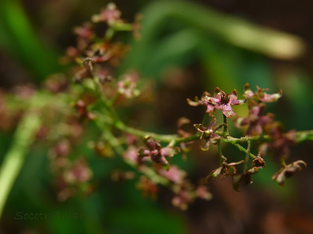 Veratrum maackii