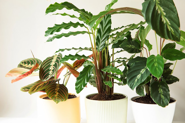 Plantas para el baño