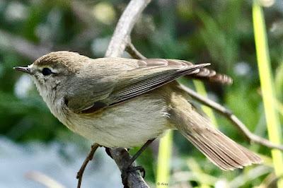 "Common Chiffchaff,perched on a branch."