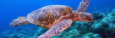 Hawksbill turtle in the Similan national park