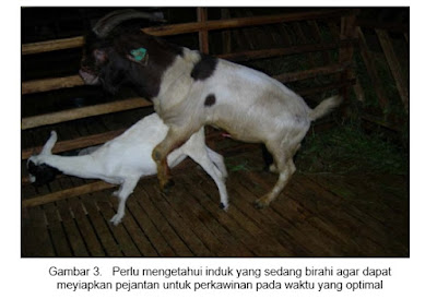 kambing atau domba setelah birahi lalu melakukan proses perkawinan